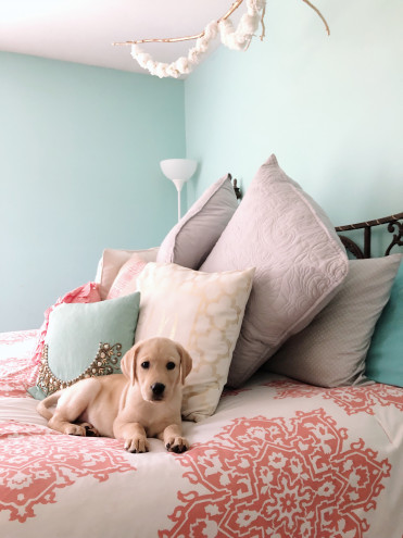 Preview image for article: DIY Dog Treats