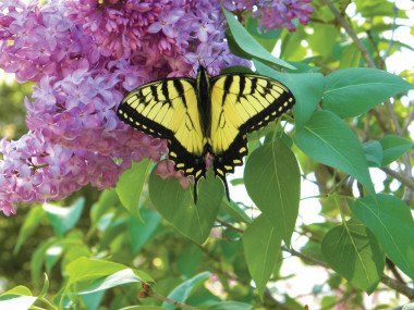 Summer Presentation with Appeal: A Guest Post by Linda J. Hawkins