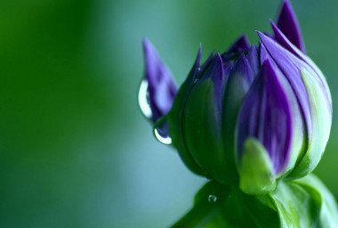 Preview image for article: In Full Bloom