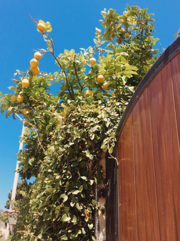 Preview image for article: Deeply Rooted