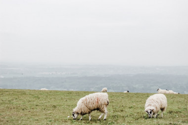 Preview image for article: Alone in a Sheep Field