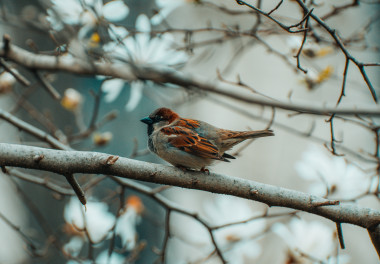 Preview image for article: More Than Many Sparrows