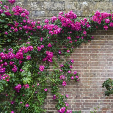 Preview image for article: Rebuild the Walls