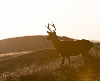 Preview image for article: Faith in the Presence of Fear