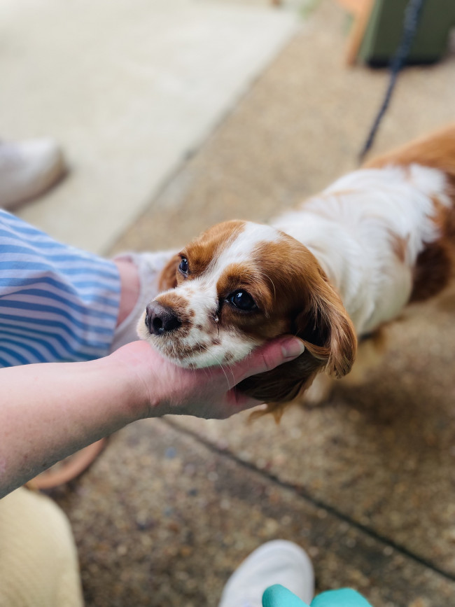The sweetest little dog owned by one of the musicians--named Fredonia!