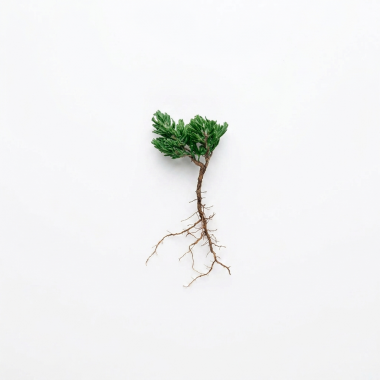 When Roots Grow Weary: Cultivating a Culture of Connection in the Church