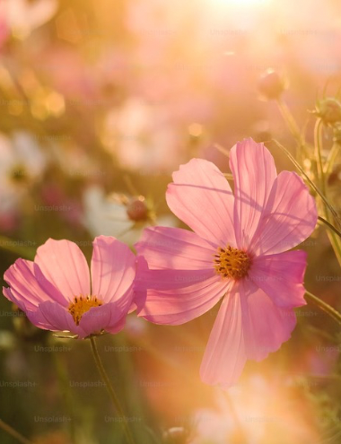 Preview image for article: Soak in the Sunshine